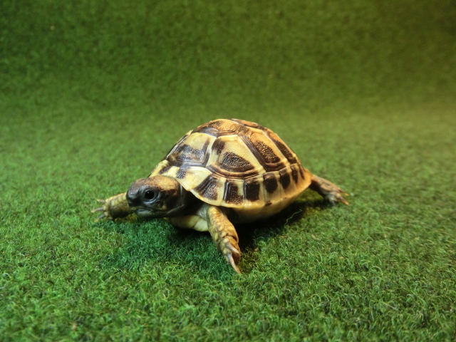 ヘルマンリクガメベビーEUCB個体 74番の画像