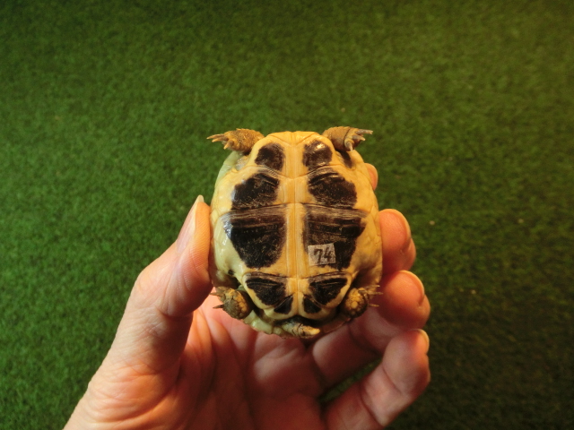 ヘルマンリクガメベビーEUCB個体 74番の画像