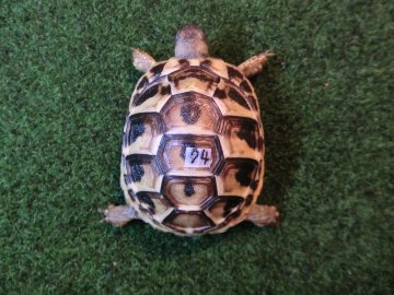 ヘルマンリクガメベビーEUCB個体 74番の画像