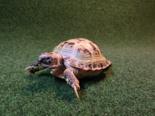 ホルスフィールドリクガメベビー33番の画像