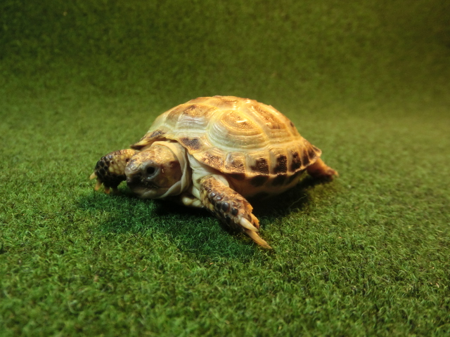 ホルスフィールドリクガメベビー35番の画像