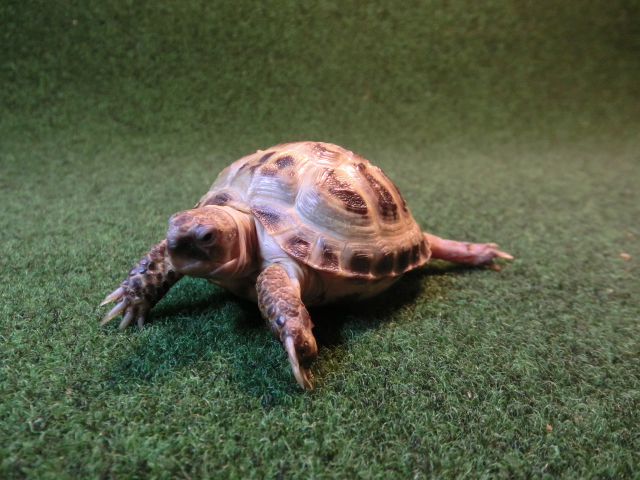 ホルスフィールドリクガメベビー36番の画像