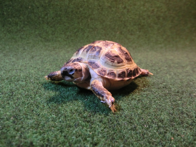 ホルスフィールドリクガメベビー37番の画像