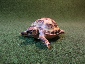 ホルスフィールドリクガメベビー37番の画像