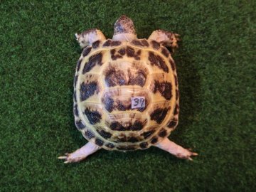 ホルスフィールドリクガメベビー37番の画像