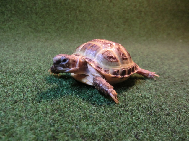 ホルスフィールドリクガメベビー38番の画像
