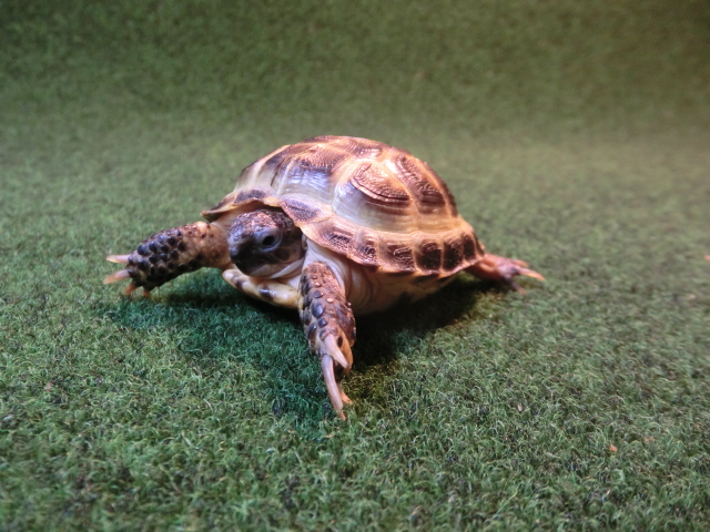 ホルスフィールドリクガメベビー39番の画像