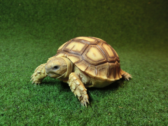 ケヅメリクガメベビー トーゴ産CB個体08番の画像