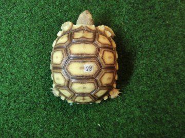 ケヅメリクガメベビー トーゴ産CB個体08番の画像