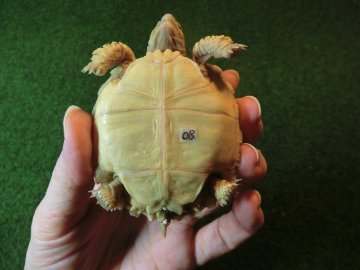 ケヅメリクガメベビー トーゴ産CB個体08番の画像