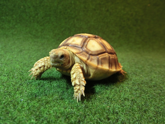 ケヅメリクガメベビー トーゴ産CB個体09番の画像