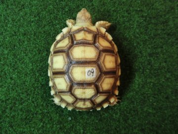 ケヅメリクガメベビー トーゴ産CB個体09番の画像