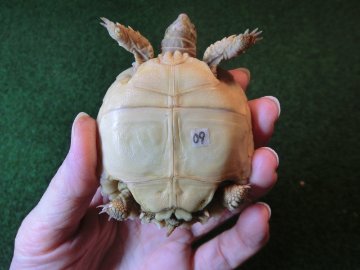 ケヅメリクガメベビー トーゴ産CB個体09番の画像