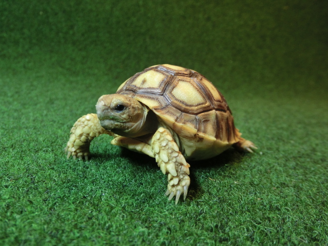 ケヅメリクガメベビー トーゴ産CB個体10番の画像