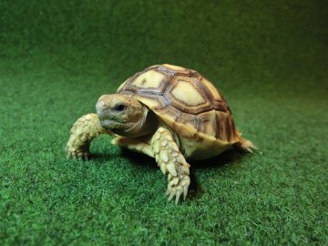 ケヅメリクガメベビー トーゴ産CB個体10番の画像