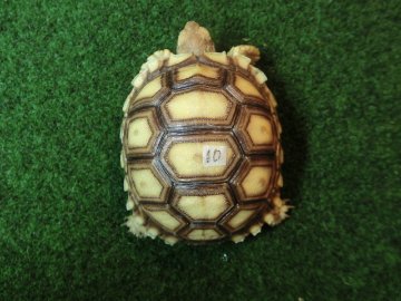 ケヅメリクガメベビー トーゴ産CB個体10番の画像