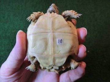 ケヅメリクガメベビー トーゴ産CB個体10番の画像