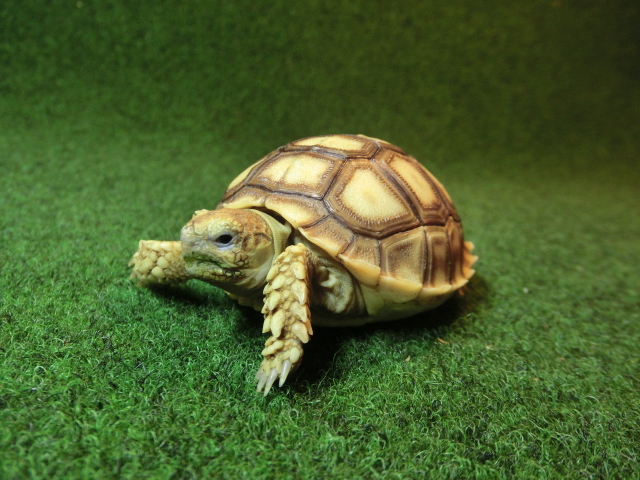 ケヅメリクガメベビー トーゴ産CB個体11番の画像