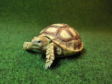 ケヅメリクガメベビー トーゴ産CB個体11番の画像