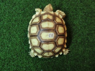 ケヅメリクガメベビー トーゴ産CB個体11番の画像