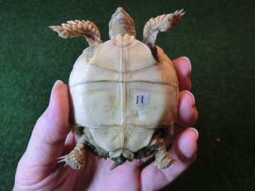 ケヅメリクガメベビー トーゴ産CB個体11番の画像