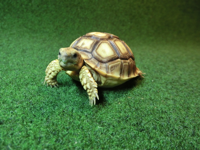 ケヅメリクガメベビー トーゴ産CB個体12番の画像