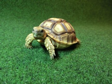 ケヅメリクガメベビー トーゴ産CB個体12番の画像