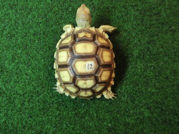 ケヅメリクガメベビー トーゴ産CB個体12番の画像