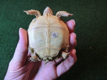 ケヅメリクガメベビー トーゴ産CB個体12番の画像