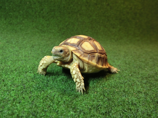 ケヅメリクガメベビー トーゴ産CB個体13番の画像