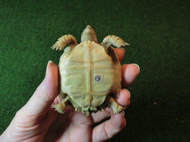 ケヅメリクガメベビー トーゴ産CB個体13番の画像