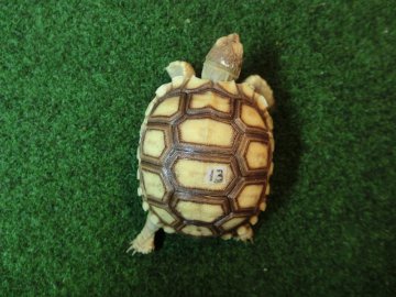ケヅメリクガメベビー トーゴ産CB個体13番の画像