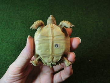 ケヅメリクガメベビー トーゴ産CB個体13番の画像