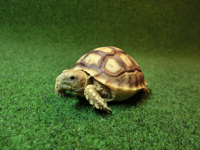 ケヅメリクガメベビー トーゴ産CB個体14番の画像