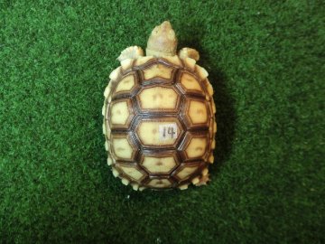 ケヅメリクガメベビー トーゴ産CB個体14番の画像