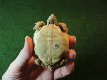 ケヅメリクガメベビー トーゴ産CB個体14番の画像