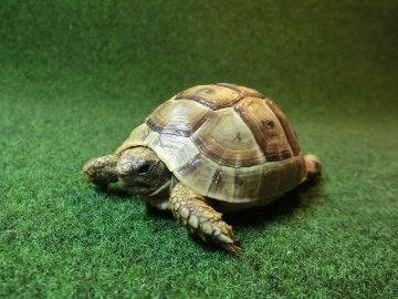 ギリシャリクガメ SＭサイズ63番の画像