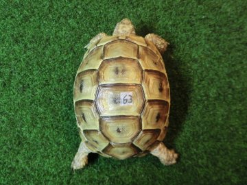 ギリシャリクガメ SＭサイズ63番の画像