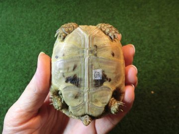 ギリシャリクガメ SＭサイズ63番の画像