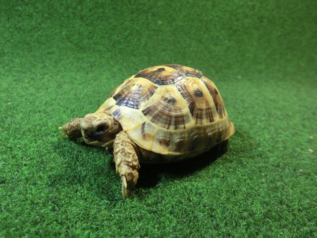 ギリシャリクガメ Ｍサイズ64番の画像