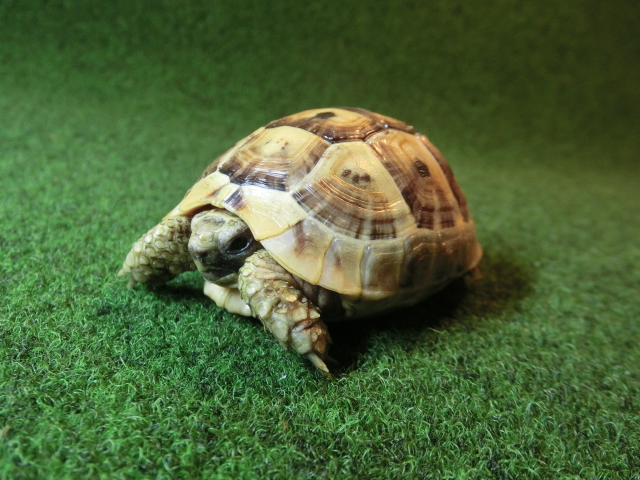ギリシャリクガメ SＭサイズ64番の画像