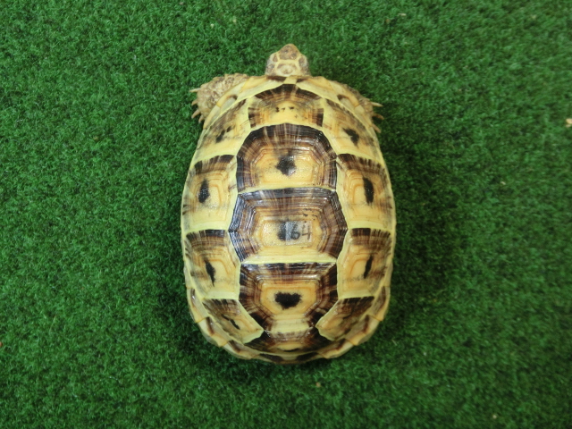 ギリシャリクガメ Ｍサイズ64番の画像