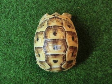 ギリシャリクガメ SＭサイズ64番の画像