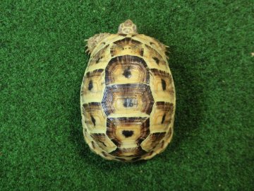 ギリシャリクガメ Ｍサイズ64番の画像