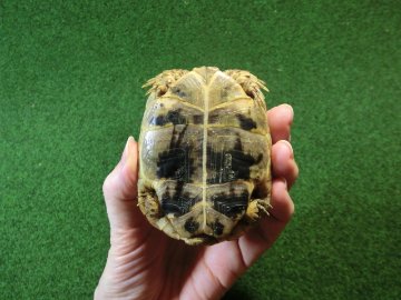 ギリシャリクガメ Ｍサイズ64番の画像