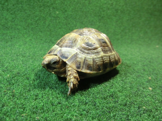 ギリシャリクガメ Ｍサイズ65番の画像