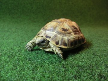 ギリシャリクガメ SＭサイズ65番の画像