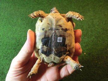 ギリシャリクガメ SＭサイズ65番の画像