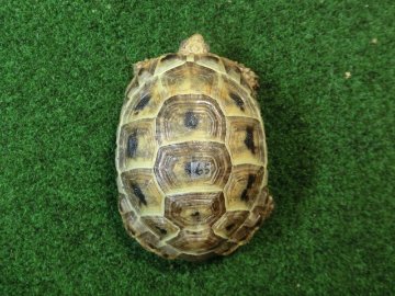 ギリシャリクガメ Ｍサイズ65番の画像