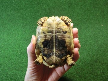ギリシャリクガメ Ｍサイズ65番の画像